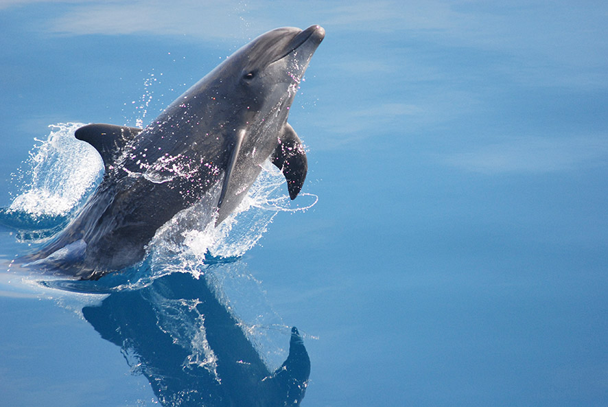 Bottlenose Dolphin Facts 