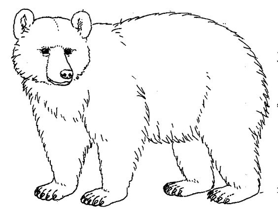 Bear Drawings 
