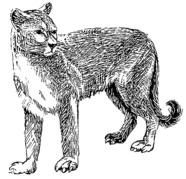 Free Cougar Clipart, 1 page of Public Domain Clip Art 