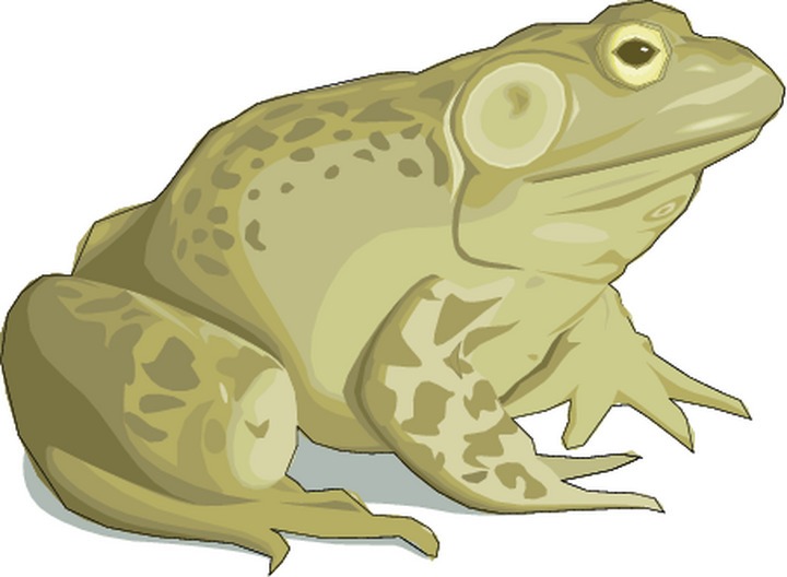 Toad clip art 