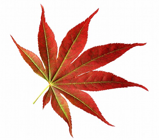 Japanese Maple Leaf � Free Stock Photo 