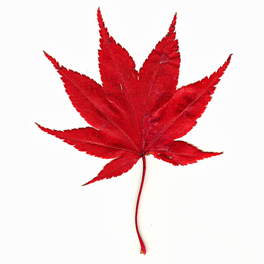 Image Of Maple Leaves 