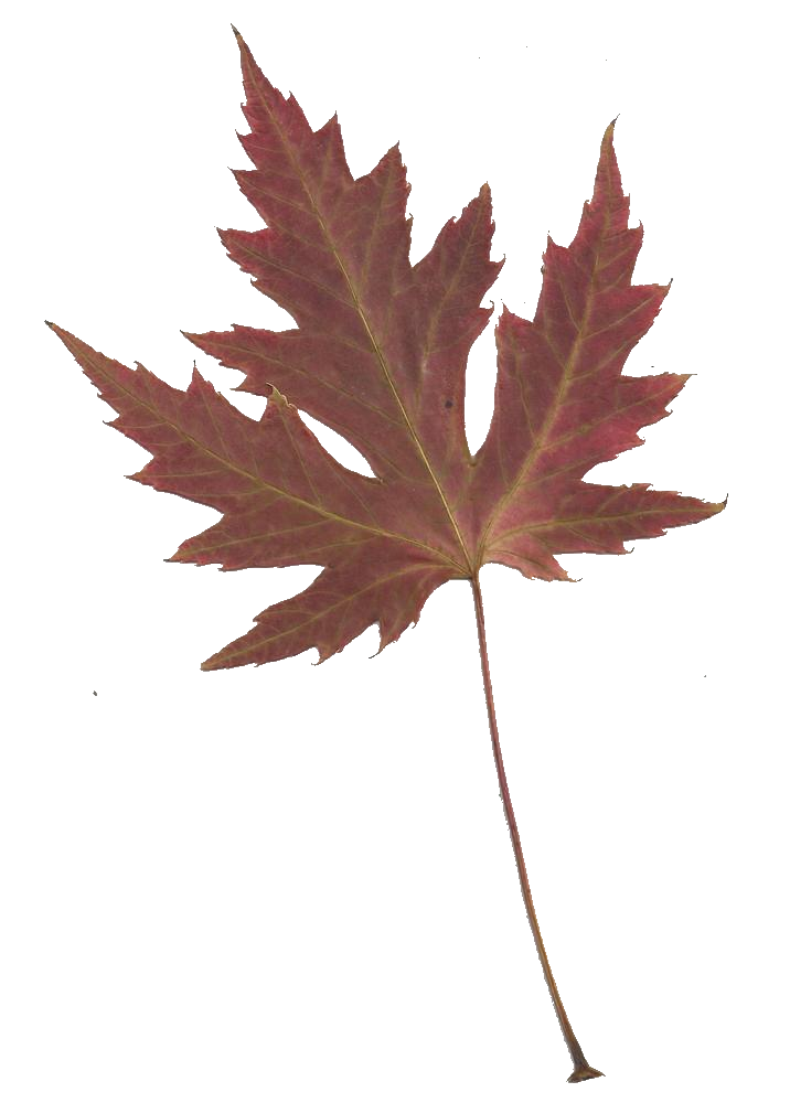 Japanese maple clipart no background 
