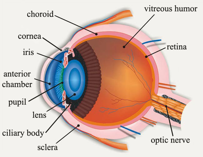 Diagram Of The Cow Eye Images How To Guide And Refrence Cow Eyes Eye