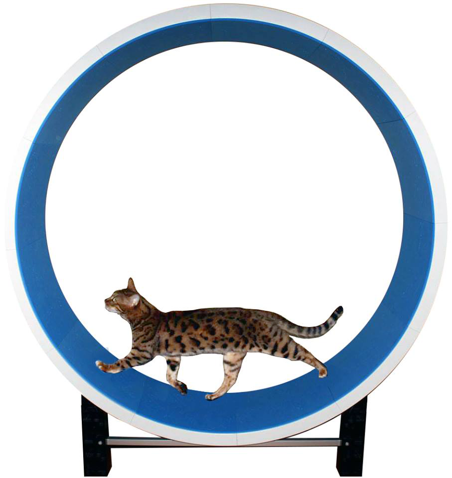 cat workout wheel