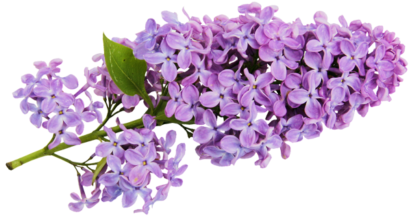 lilac flower clip art 