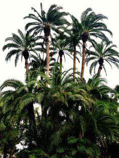 Palm Tree PNG Clipart Picture 
