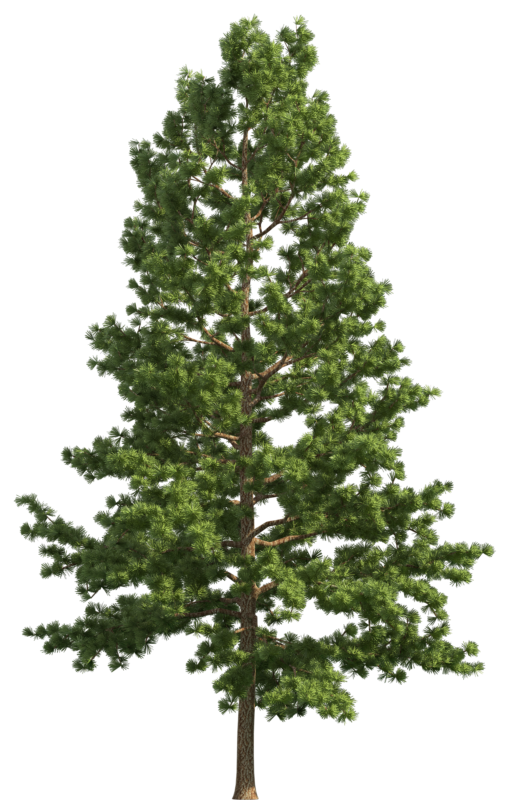 Pine tree pine realistic tree clip art web clipart 