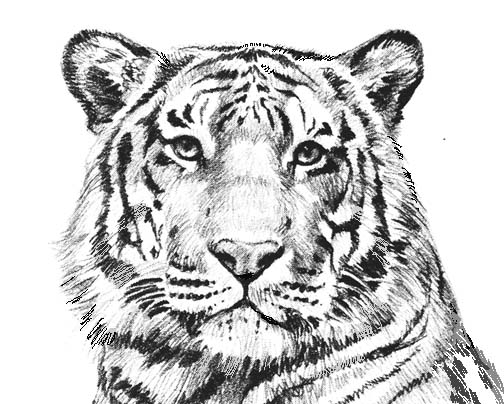 Realistic animal face clipart black and white 
