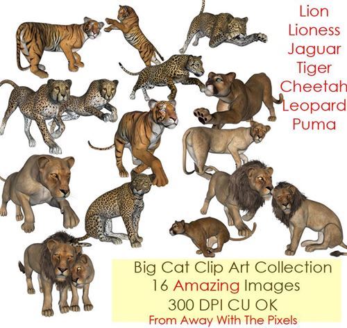 Realistic Big Cat Clip Art Collection 