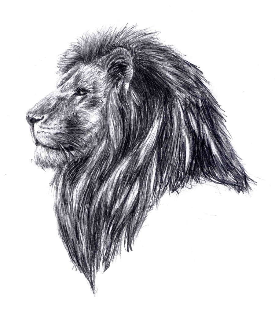 Free Realistic Lion Cliparts, Download Free Realistic Lion Cliparts png