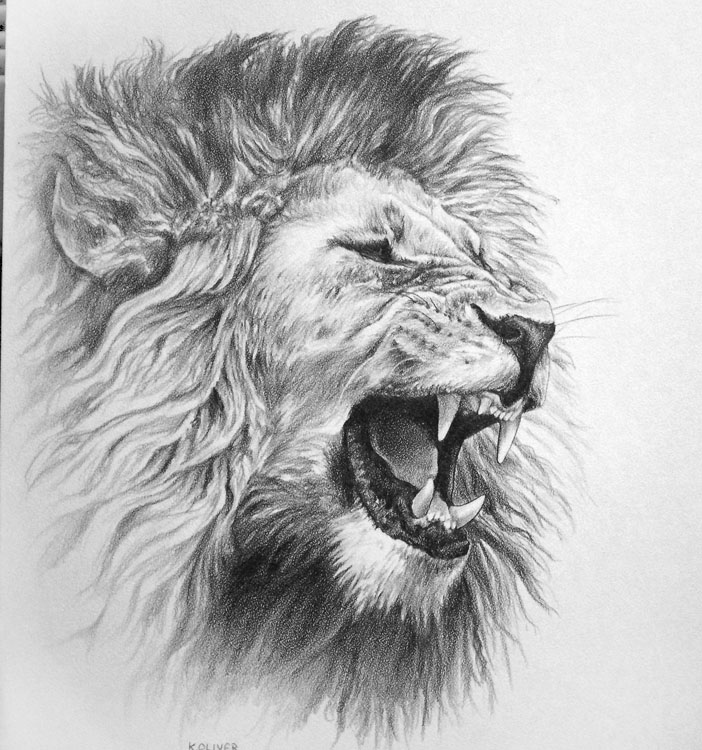 Lion Head Drawing 