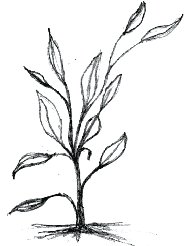 Growing Plants Clipart Black And White 