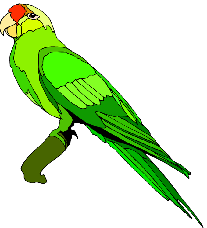 Green parrot clipart 