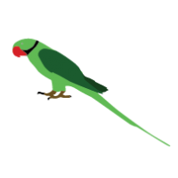 Parrot Clipart 