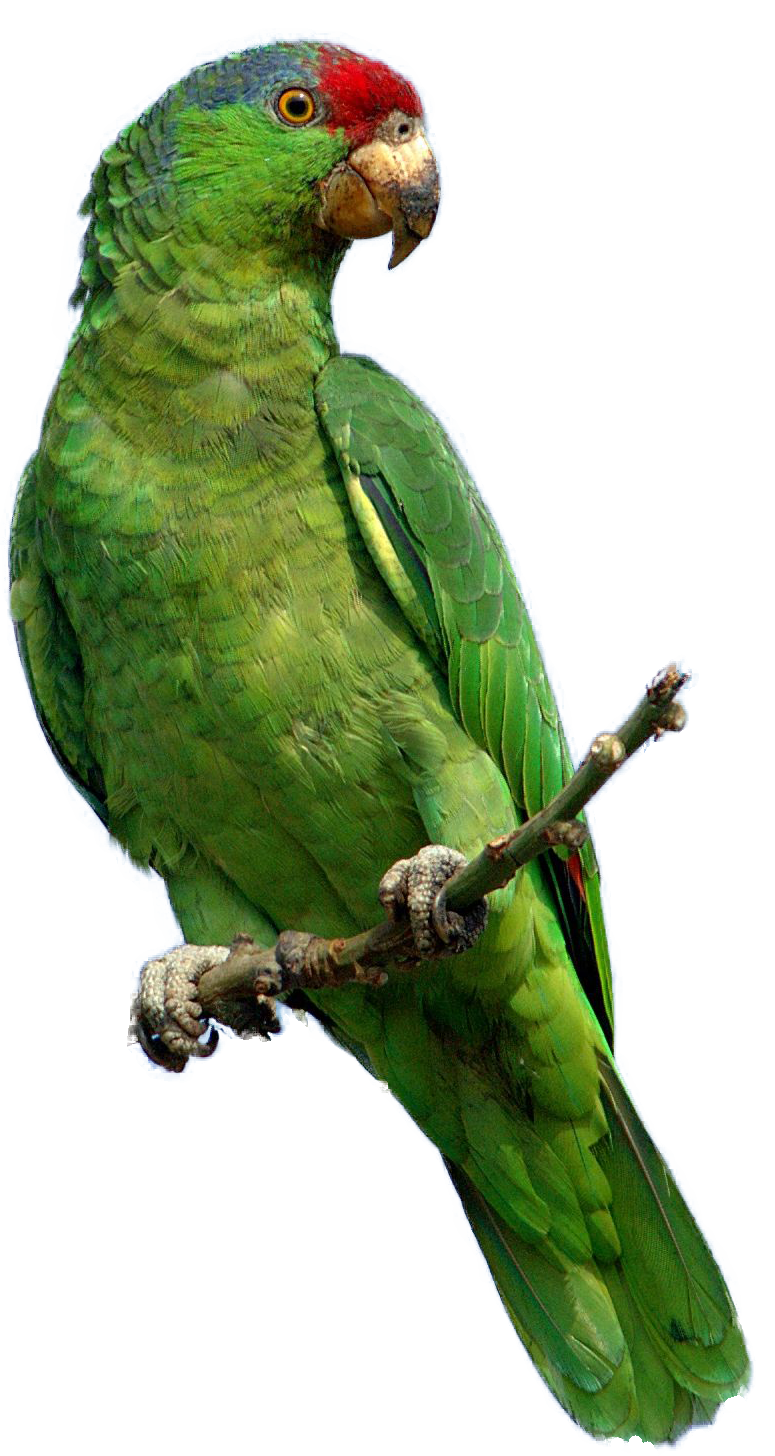 Green parrot clipart png 
