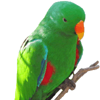 Parrot Clipart Pictures, Image  Photos 