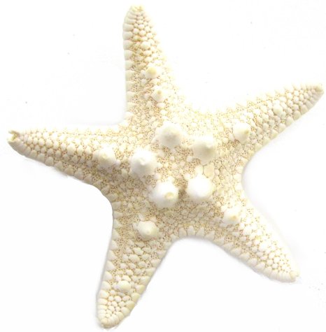 Realistic sea star clipart 