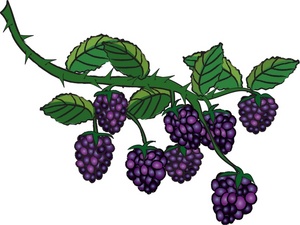 Clipart berries 