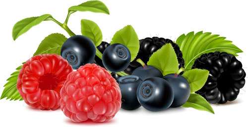 Berry clipart free vector download 