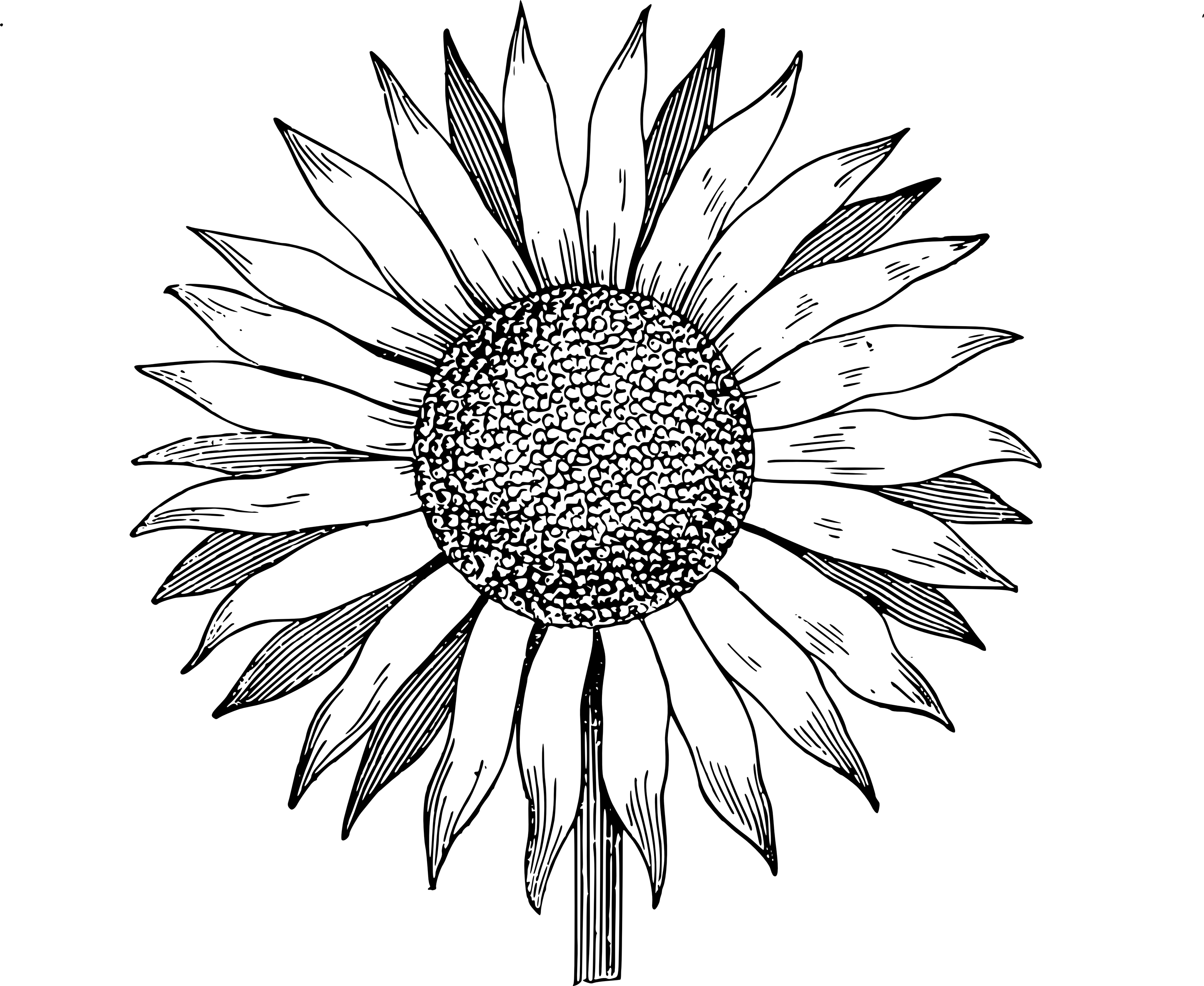 Sunflower Outline Clipart 