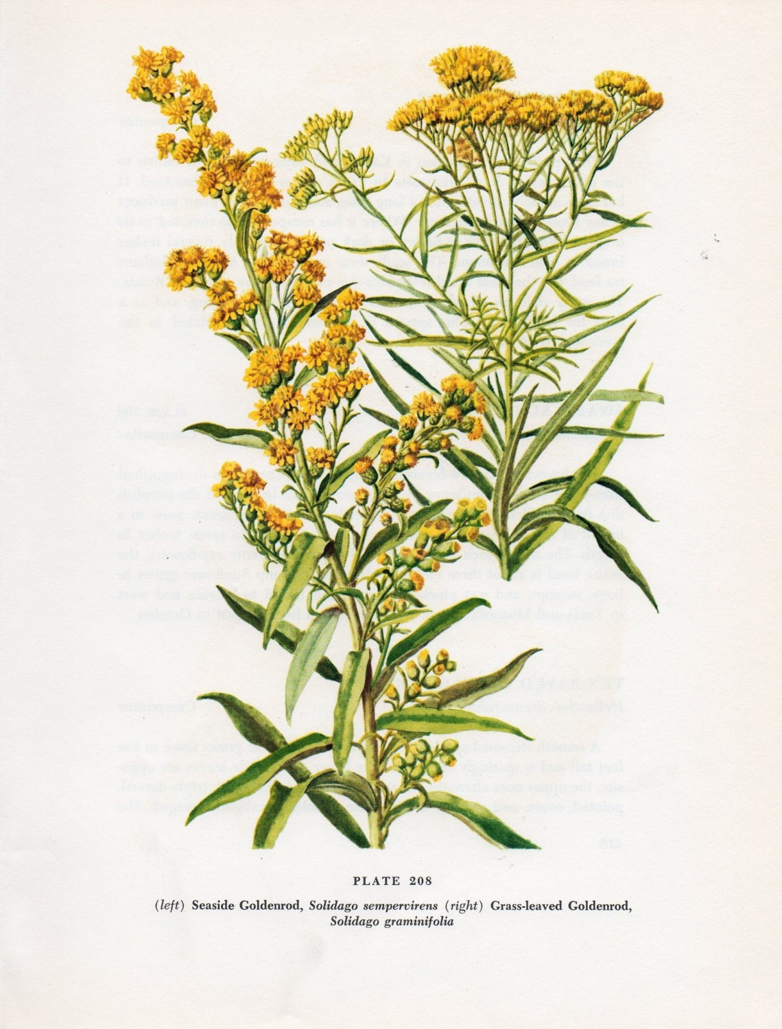 Goldenrod Plant Illustration Clip Art Library