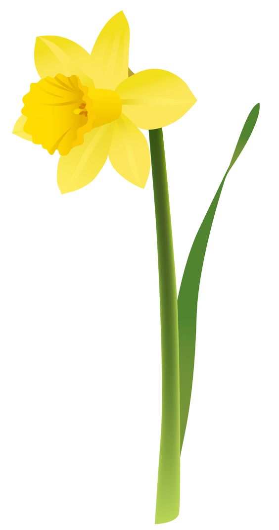 Free Printable Daffodil Cliparts