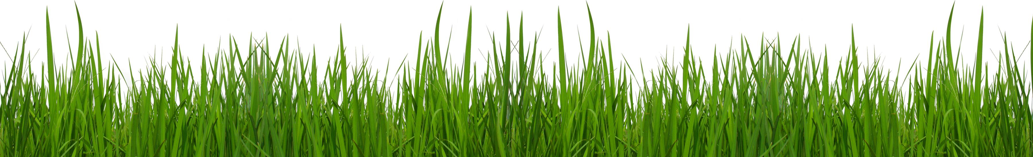 Free Grass Border Cliparts, Download Free Grass Border Cliparts png