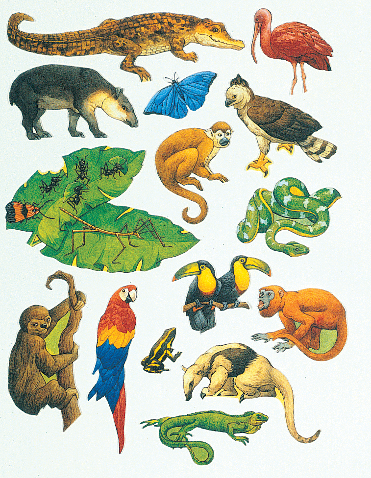 Printable Rainforest Animals