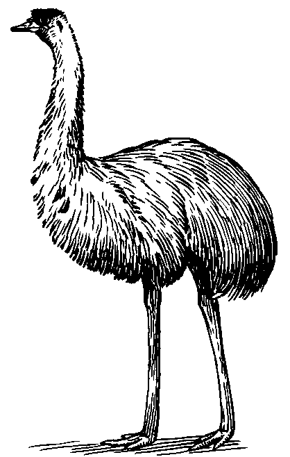 emu 