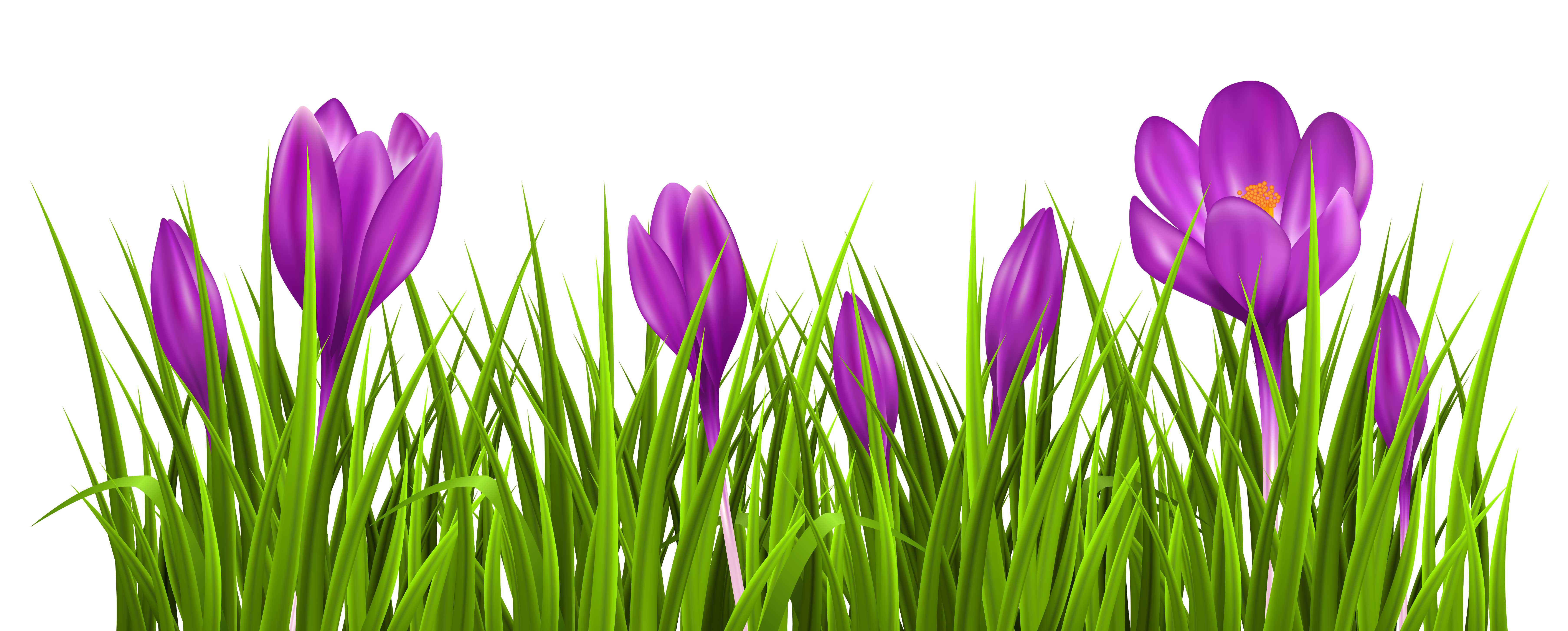 Transparent Crocus Grass PNG Clipart Picture 