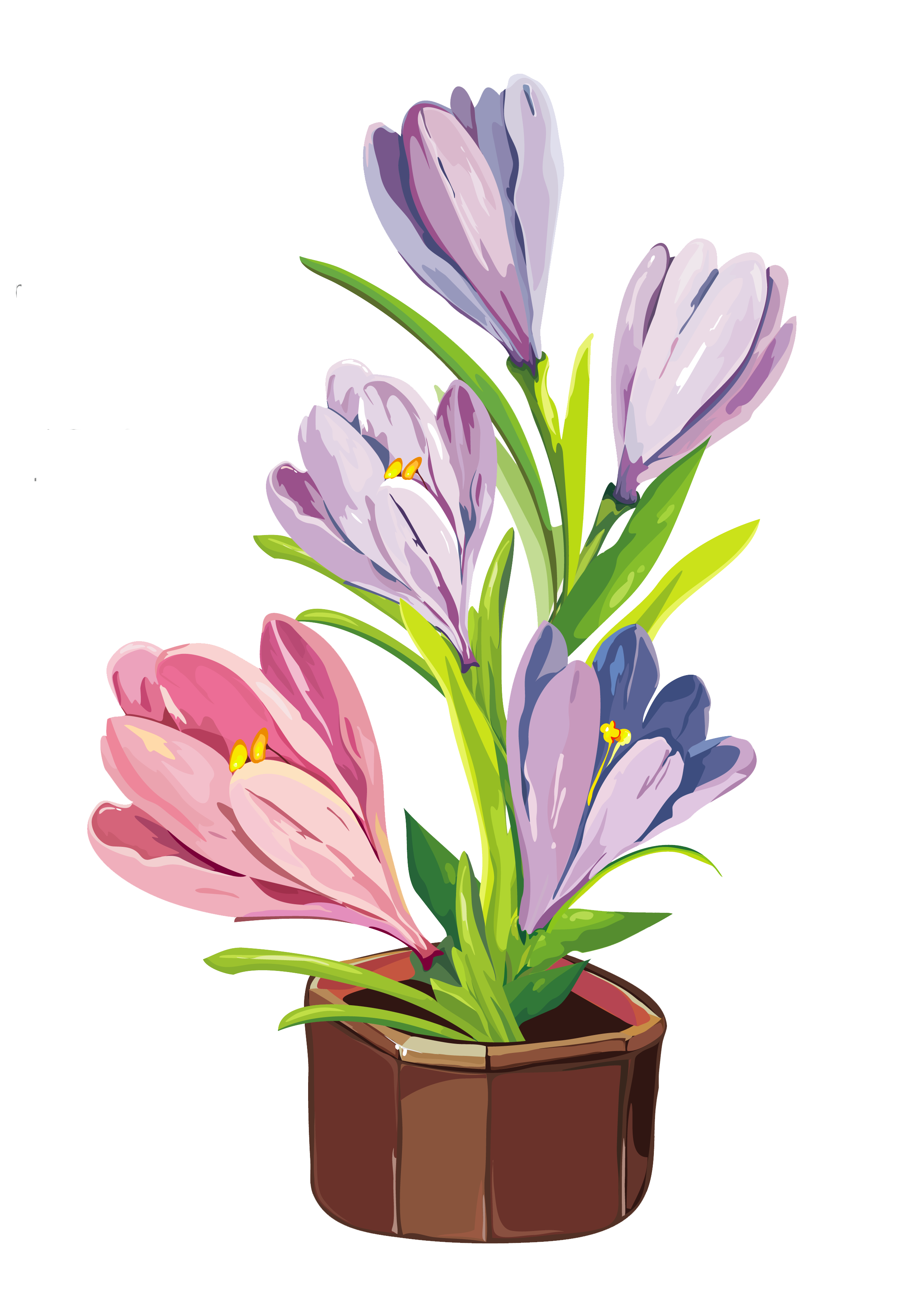 free-crocus-flower-cliparts-download-free-crocus-flower-cliparts-png