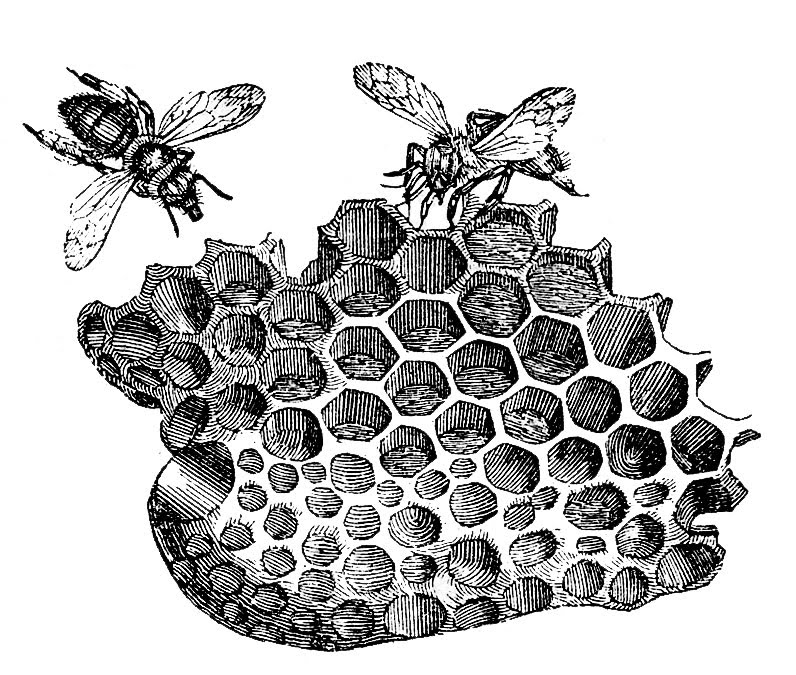 honeycomb clipart black and white.