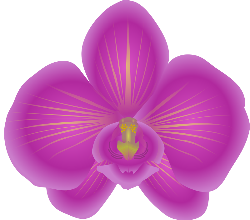 Free Columbian Orchid Cliparts, Download Free Columbian Orchid Cliparts