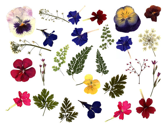 Digital Clipart flowers Transparent PNG by TickiesTreasures