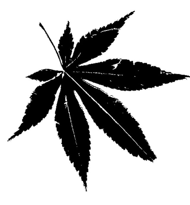 Free Maple Leaves Silhouette, Download Free Maple Leaves Silhouette png