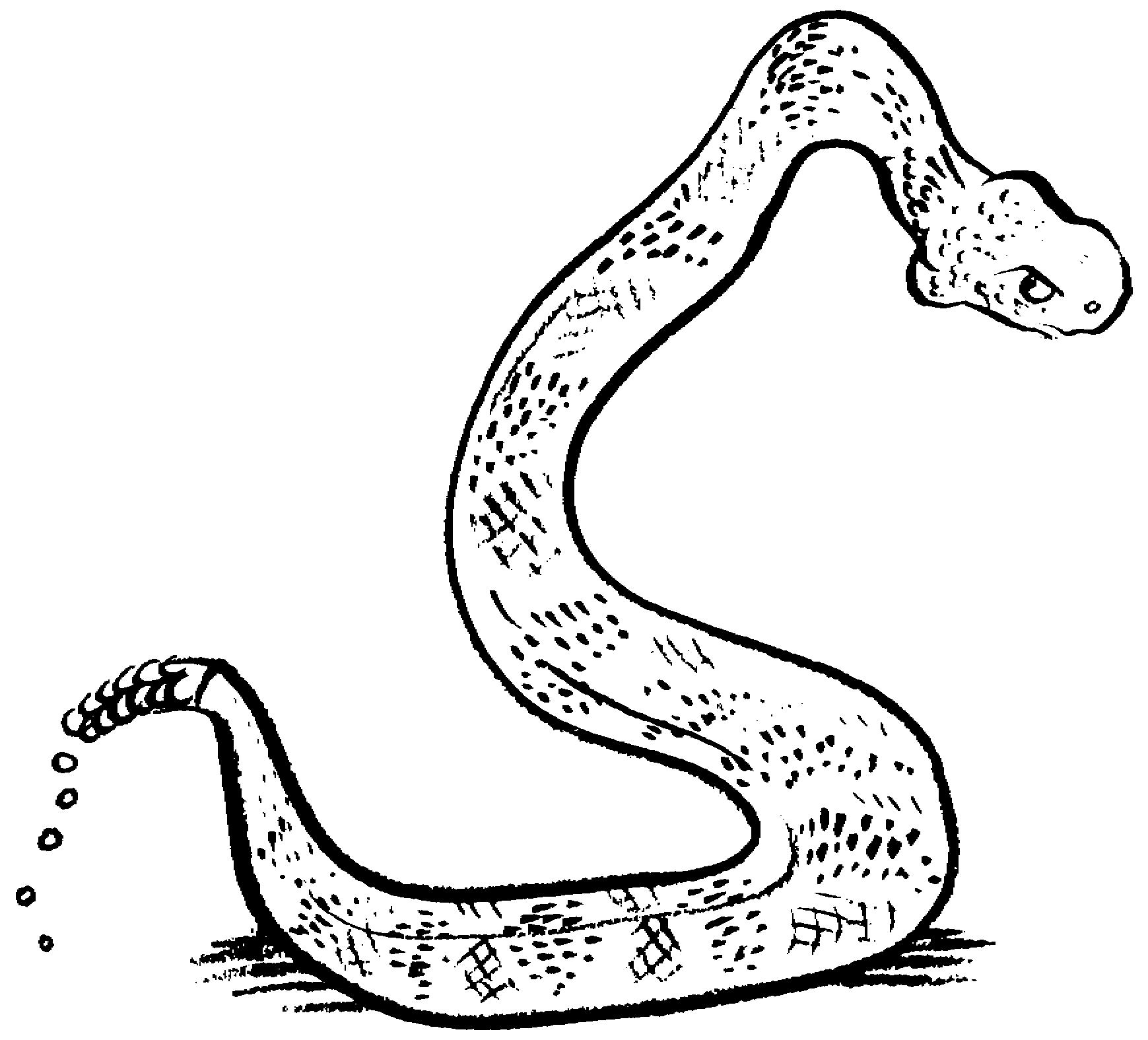 Snake Black And White Clipart