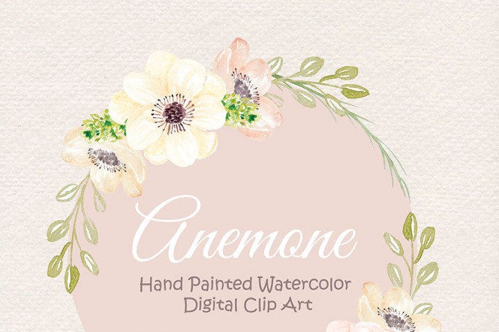 Watercolor Anemone Blush clipart, watercolor flower, Pink Floral 