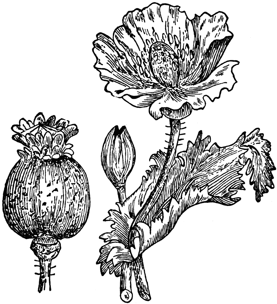 Opium Plant 