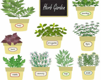 Free Herbs Cliparts, Download Free Herbs Cliparts png images, Free