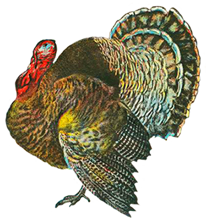 Turkey Pictures and Turkey Clip art 