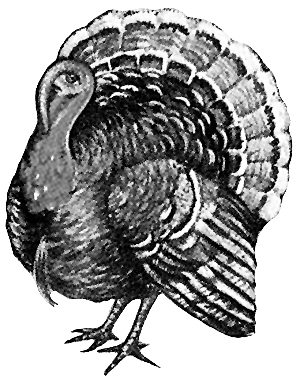 Turkey Pictures and Turkey Clip art 