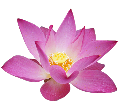 Lotus Flower Clipart?m=1364940000 