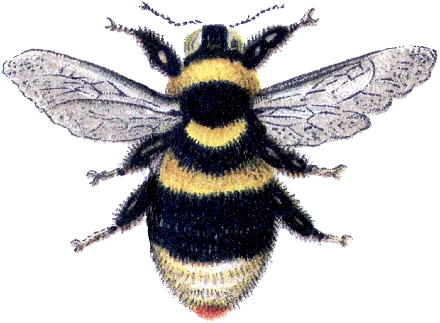 Marvelous Bumblebee Clip Art Image! 