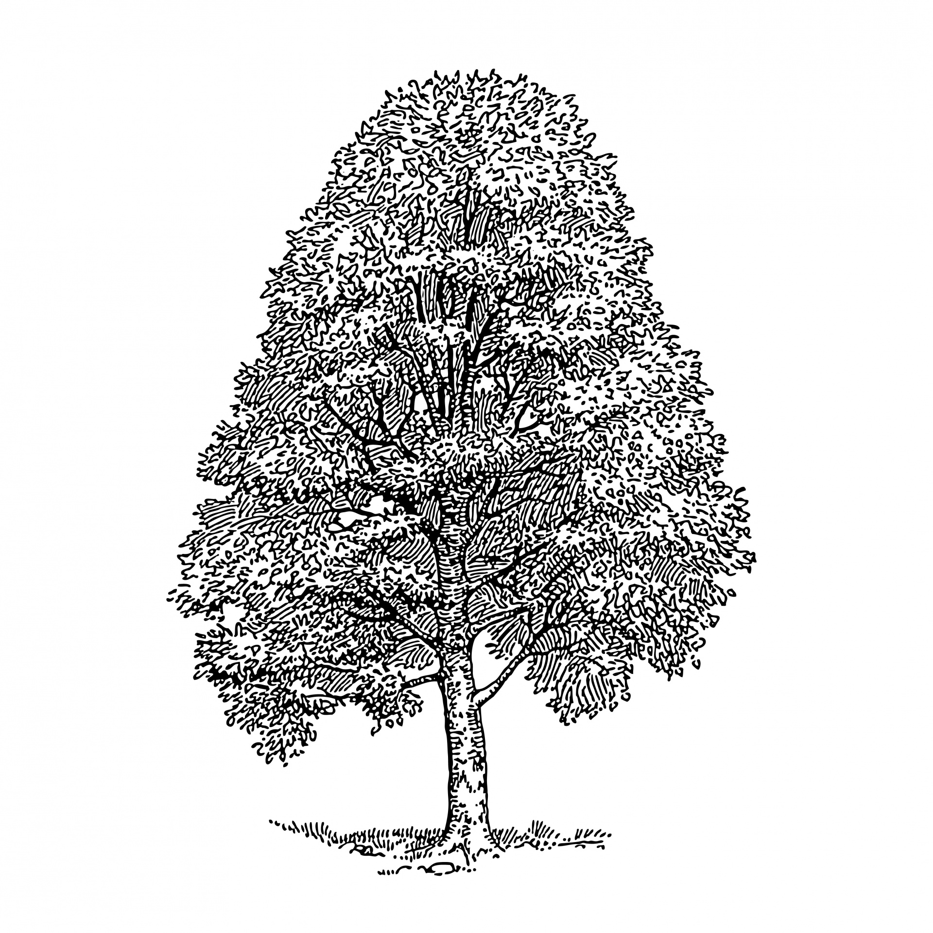 Tree Clipart Illustration Free Stock Photo 
