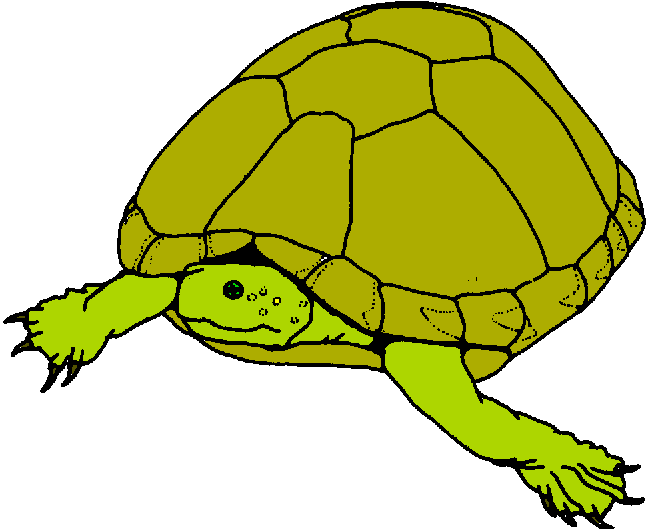 Turtle Free Clipart 