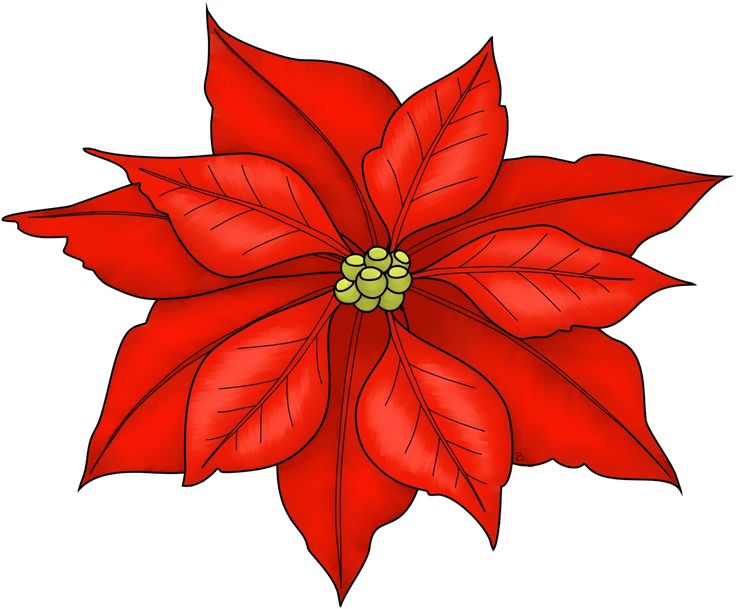 Poinsettia Christmas Clip Art Christmas Flowers 600*533 - Poinsettia Clipart  - Free Transparent PNG Clipart Images Download