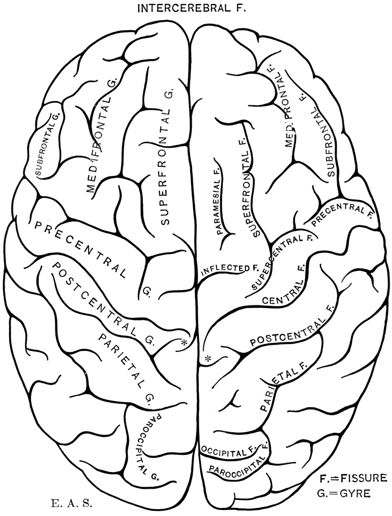 Brain clip art black and white human brain cartoon of a black 