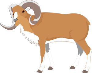 Ram Horns Clipart 