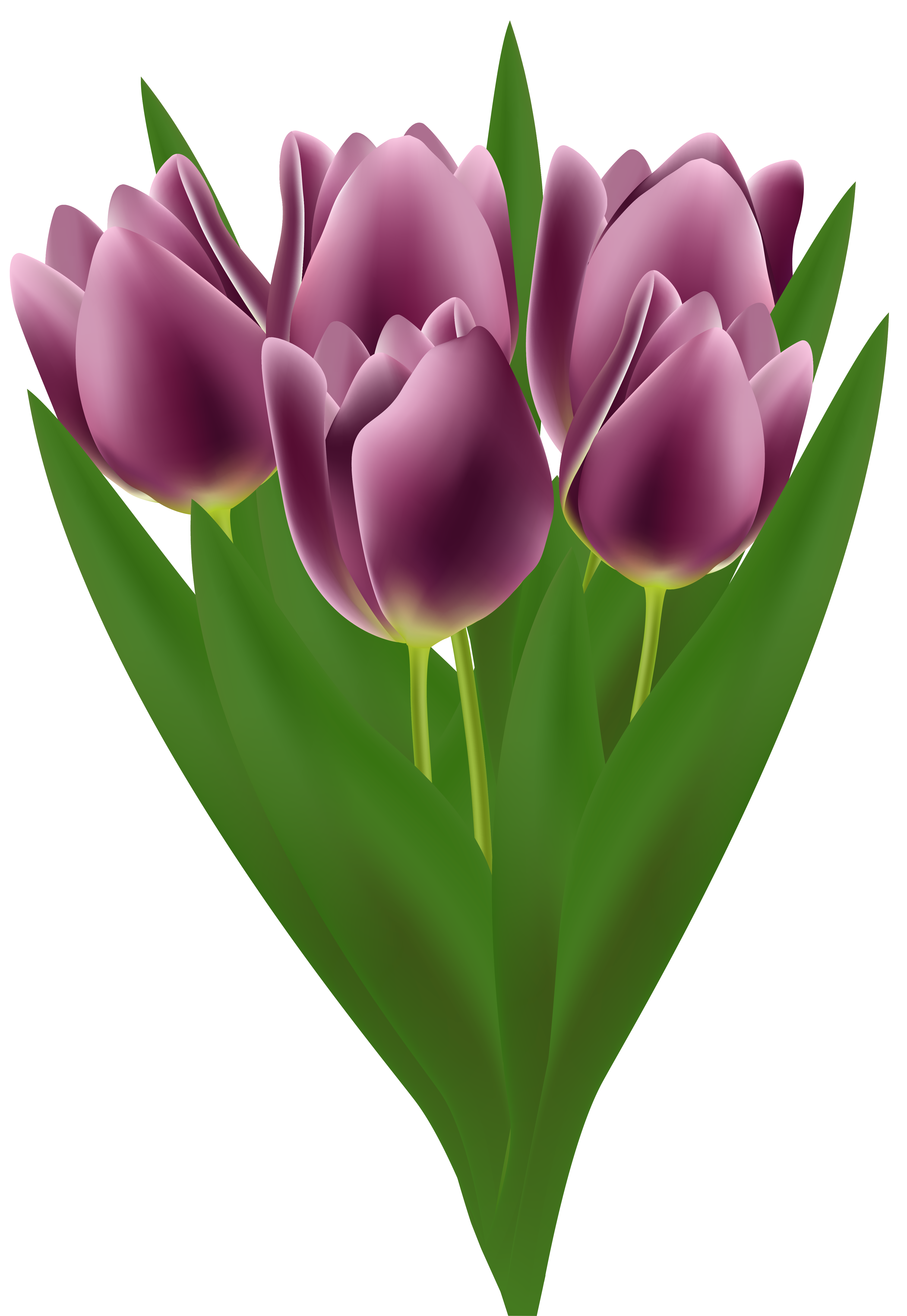Tulips Bouquet Transparent PNG Clip Art Image 